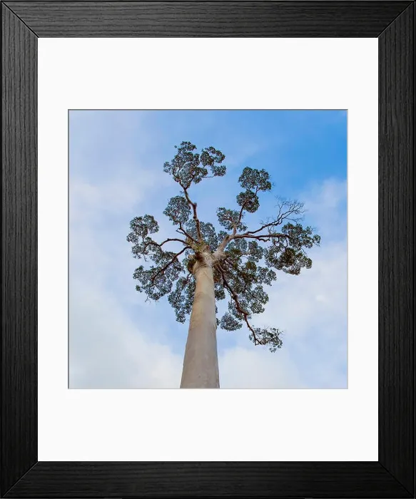 Framed Print : The crown of the giant tree Koompassia excelsa (also known as Tualang or Mengaris) from Tabin, Sabah, Borneo