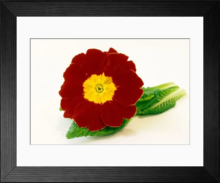 Framed Print : Garden Primrose (Primula acaulis-Hybrid, Primula vulgaris-Hybrid), red flower with leaves, studio picture Framed Print : Garden Primrose (Primula acaulis-Hybrid, Primula vulgaris-Hybrid), red flower with leaves, studio picture