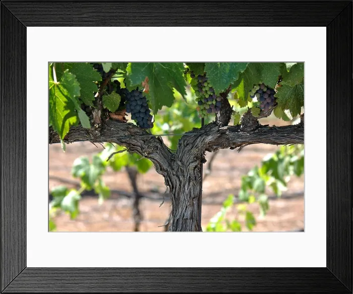 Framed Print : Red Grapes on the Vine in Napa Valley California Framed Print : Red Grapes on the Vine in Napa Valley California