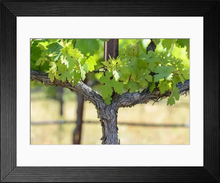 Framed Print : Grape Vine in Spring Napa Framed Print : Grape Vine in Spring Napa