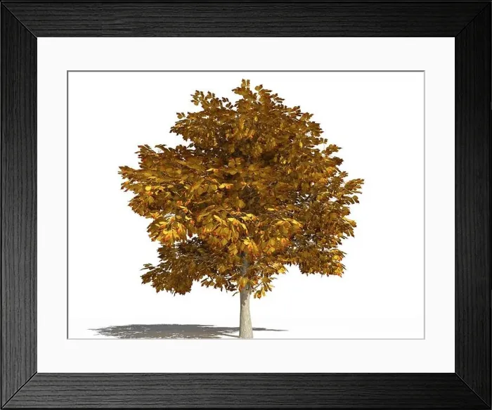 Framed Print : Horse-chestnut tree in autumn. Aesculus hippocastanum or horse-chestnut tree in autumn season isolated on a white surface. 3D Illustration Framed Print : Horse-chestnut tree in autumn. Aesculus hippocastanum or horse-chestnut tree in autumn season isolated on a white surface. 3D Illustration