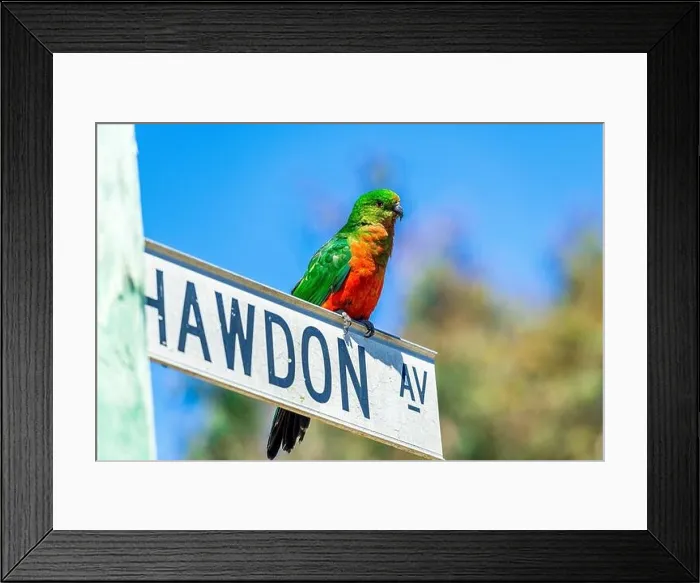 Framed Print : A female Australian King Parrot sitting on a road sign at Kennett Park along the Great Ocean Road, Victoria, Australia Framed Print : A female Australian King Parrot sitting on a road sign at Kennett Park along the Great Ocean Road, Victoria, Australia