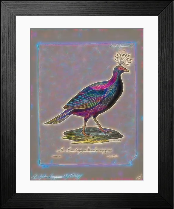 Framed Print : Lophophorus impeyanus, Print, The Himalayan monal (Lophophorus impejanus), also known as the Impeyan monal and Impeyan pheasant Framed Print : Lophophorus impeyanus, Print, The Himalayan monal (Lophophorus impejanus), also known as the Impeyan monal and Impeyan pheasant