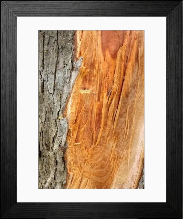 Framed Print : Demolition point of a tree trunk, Kastel-Staadt, Rhineland-Palatinate, Germany Framed Print : Demolition point of a tree trunk, Kastel-Staadt, Rhineland-Palatinate, Germany