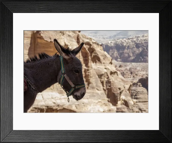 Framed Print : A donkey at Petra, Jordan Framed Print : A donkey at Petra, Jordan