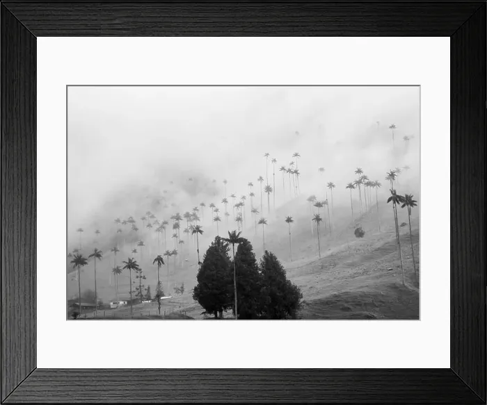 Framed Print : Mystical high palm trees in the dust close to salento Framed Print : Mystical high palm trees in the dust close to salento