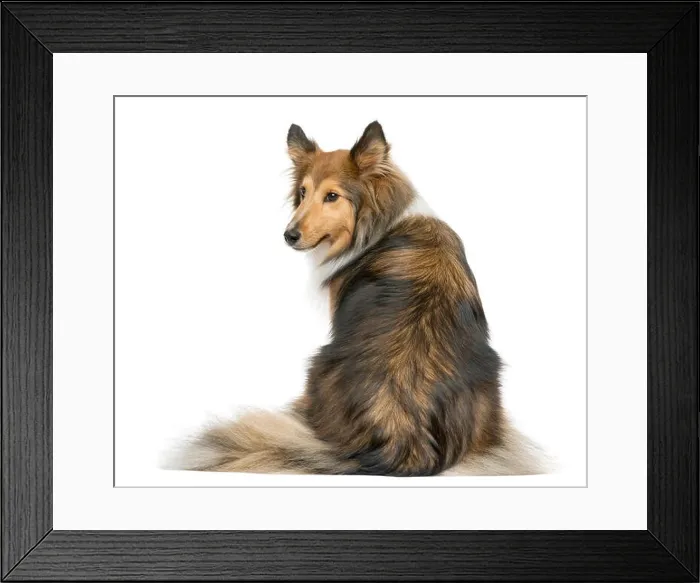 Framed Print : Rear view of a Shetland Sheepdog sitting in front of a white background Framed Print : Rear view of a Shetland Sheepdog sitting in front of a white background