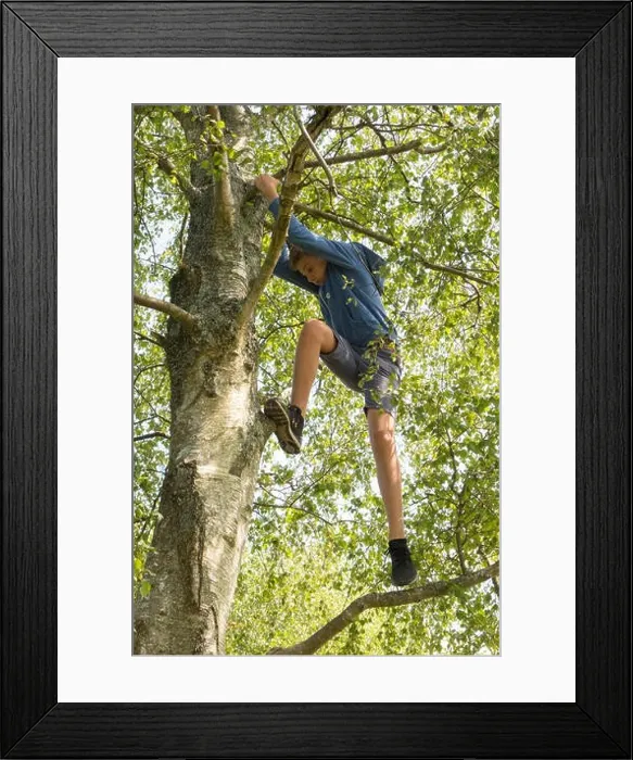 Framed Print : teenage boy climbing a tree up in its branches Framed Print : teenage boy climbing a tree up in its branches