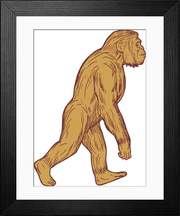 Framed Print : Homo Habilis Walking Side Drawing Framed Print : Homo Habilis Walking Side Drawing