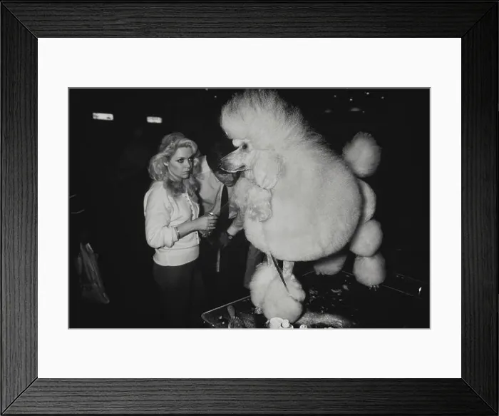 Framed Print : Standard Poodle show dog. Crufts dog show. Earls Court. London. Circa 1989 Framed Print : Standard Poodle show dog. Crufts dog show. Earls Court. London. Circa 1989