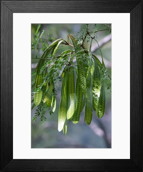 Framed Print : Fruits of wild Legumes Fabaceae Pea family tree Kathmandu valley Nepal Framed Print : Fruits of wild Legumes Fabaceae Pea family tree Kathmandu valley Nepal