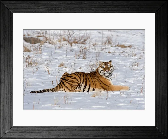 Framed Print : Amur of Siberian tiger Panthera tigris altaica in snow Heilongjiang China Framed Print : Amur of Siberian tiger Panthera tigris altaica in snow Heilongjiang China