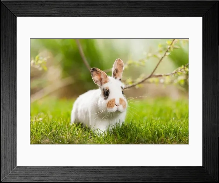 Framed Print : Netherland Dwarf rabbit in grass, Germany