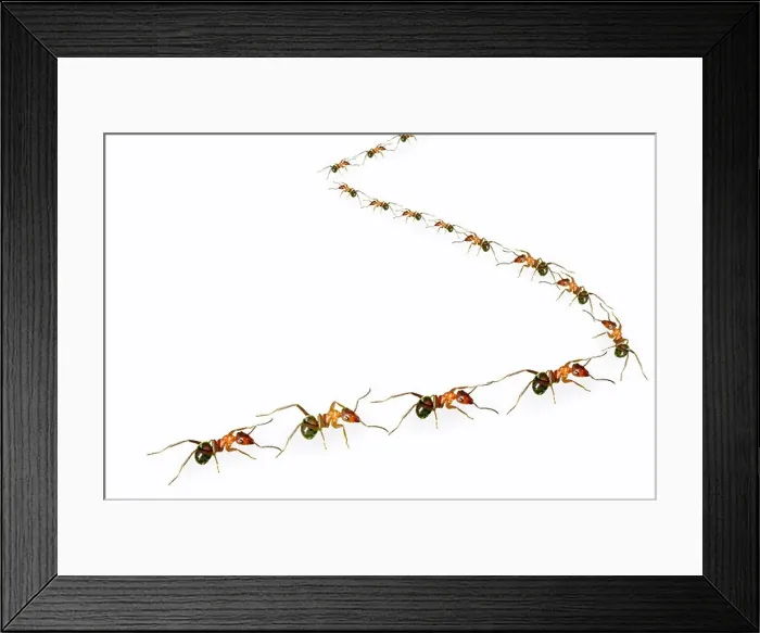 Framed Print : A group of ants arranged ins shape Framed Print : A group of ants arranged ins shape