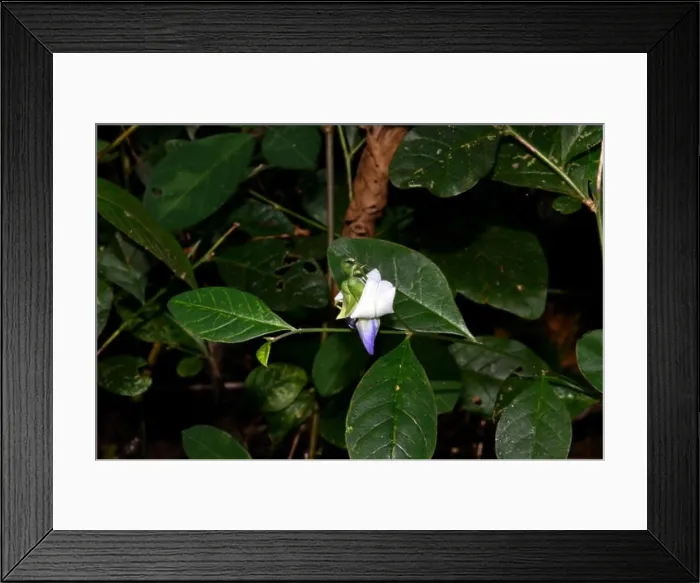 Framed Print : Wild Flowers found in and around Mangalore, Karnataka, India Framed Print : Wild Flowers found in and around Mangalore, Karnataka, India
