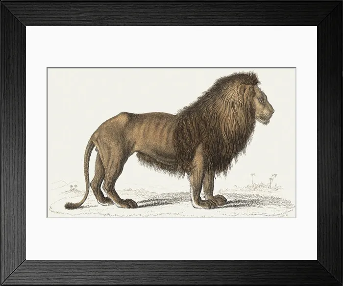 Framed Print : Sideview of a Male Lion Framed Print : Sideview of a Male Lion