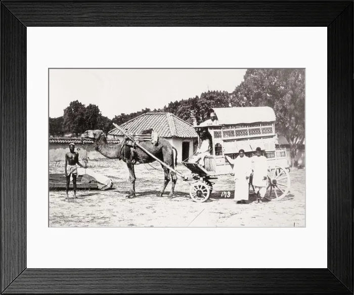 Framed Print : Vintage 19th century photograph: camel cart or carriage, India Framed Print : Vintage 19th century photograph: camel cart or carriage, India