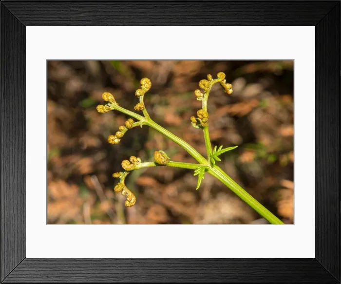 Framed Print : Pteridium esculentum, Austral Bracken in Kinglake NP, Victoria, Australia Framed Print : Pteridium esculentum, Austral Bracken in Kinglake NP, Victoria, Australia
