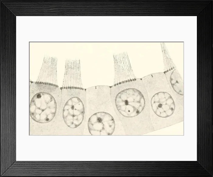 Framed Print : Allgemeine Biologie. Cytology; Histology Framed Print : Allgemeine Biologie. Cytology; Histology