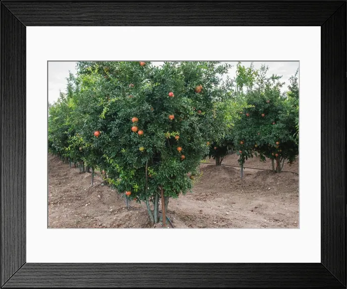 Framed Print : Greece, Larissa, pomegranate trees with fruits Framed Print : Greece, Larissa, pomegranate trees with fruits