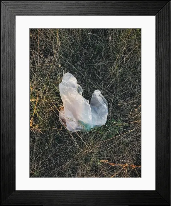 Framed Print : Single use plastic bag with trash in grass Framed Print : Single use plastic bag with trash in grass