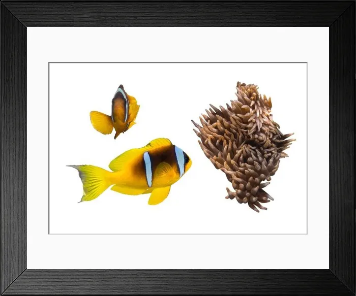 Framed Print : Two Orange Clownfish (Anemone Fish) And Anemone Soft Coral Isolated On White Background Framed Print : Two Orange Clownfish (Anemone Fish) And Anemone Soft Coral Isolated On White Background