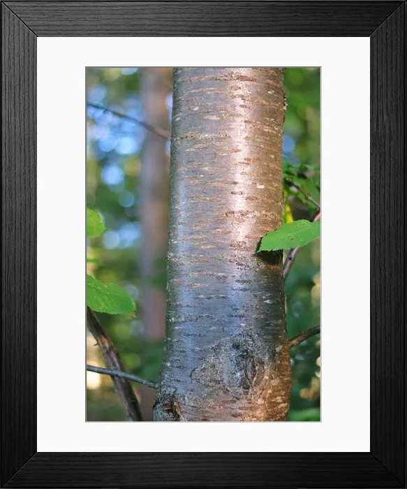 Framed Print : shiny bark of a wild cherry tree in forest, shimmering in morning sun Framed Print : shiny bark of a wild cherry tree in forest, shimmering in morning sun