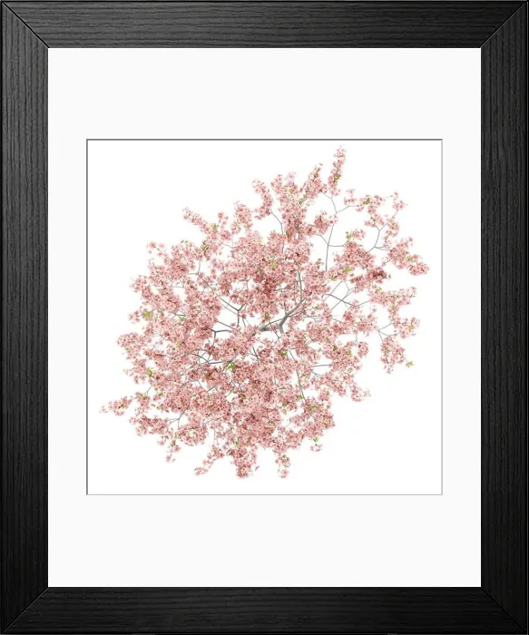 Framed Print : top view of flowering peach tree isolated on white background Framed Print : top view of flowering peach tree isolated on white background