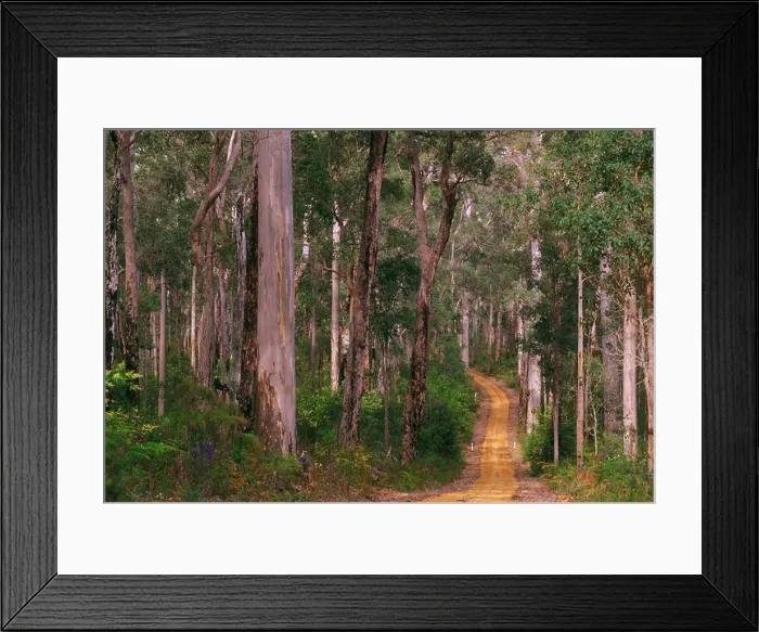 Framed Print : Unsealed road winding through forest of Karri and Jarrah trees (Eucalyptus diversicolor and Eucalyptus marginata)