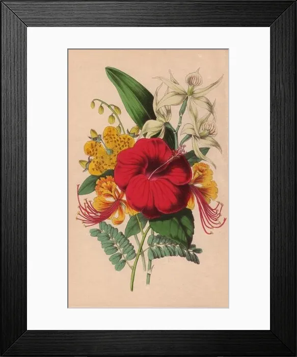 Framed Print : Poinciana, Chinese hypericum, crimson hibiscus and epidendrum orchid Framed Print : Poinciana, Chinese hypericum, crimson hibiscus and epidendrum orchid