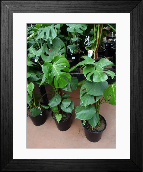 Framed Print : Monstera Deliciosa or known as Swiss cheese plant growing in a pot Framed Print : Monstera Deliciosa or known as Swiss cheese plant growing in a pot