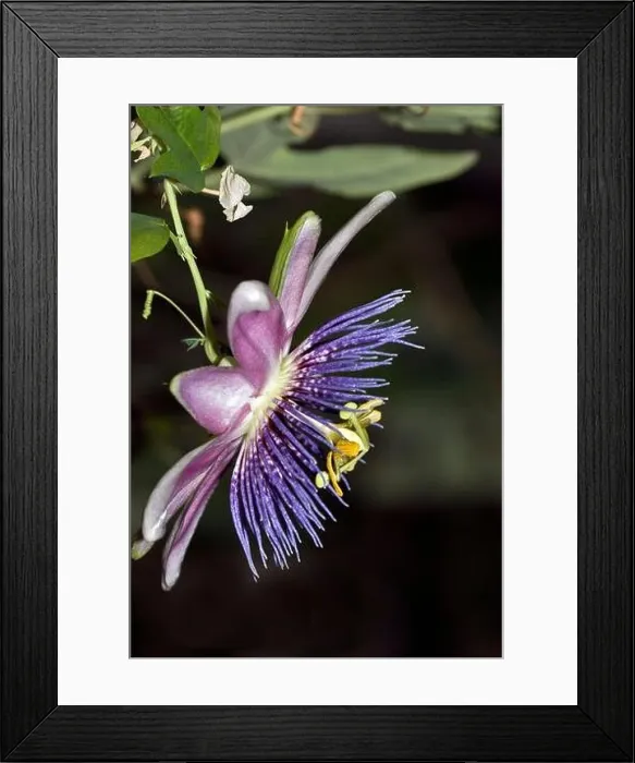 Framed Print : Purple Passionflower, Passiflora incarnata Framed Print : Purple Passionflower, Passiflora incarnata