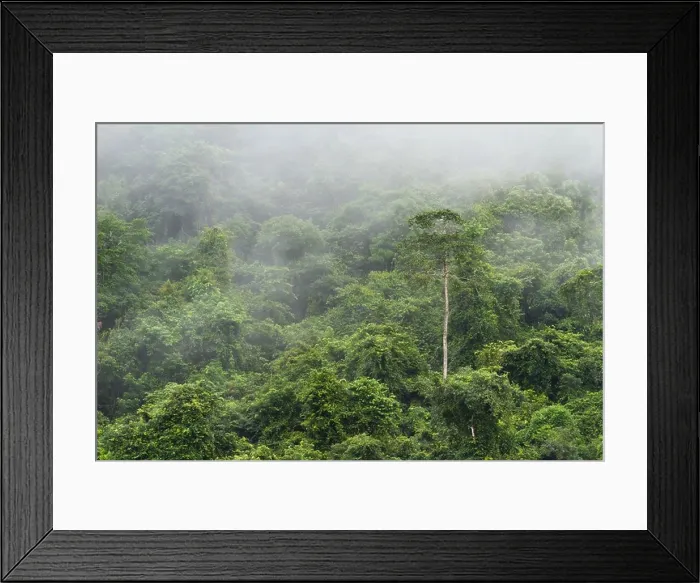 Framed Print : green lush jungle in the Cayo district of Belize with a light rain Framed Print : green lush jungle in the Cayo district of Belize with a light rain