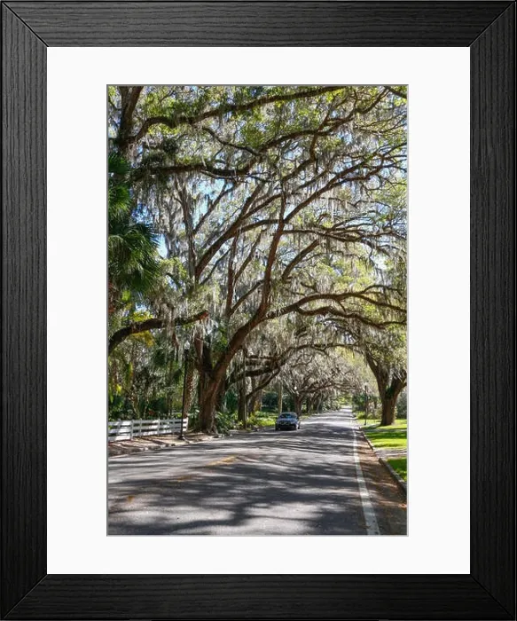 Framed Print : A beautiful tree tunnel road draped with Spanish Moss in the Historic District of Ocala, Florida Framed Print : A beautiful tree tunnel road draped with Spanish Moss in the Historic District of Ocala, Florida