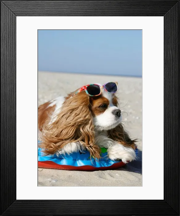 Framed Print : Cavalier King Charles Spaniel, Blenheim, with swimming belt and sunglasses at beach Framed Print : Cavalier King Charles Spaniel, Blenheim, with swimming belt and sunglasses at beach
