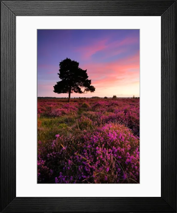 Framed Print : Bell heather in full bloom on the New Forest heathland, New Forest National Park, Hampshire Framed Print : Bell heather in full bloom on the New Forest heathland, New Forest National Park, Hampshire