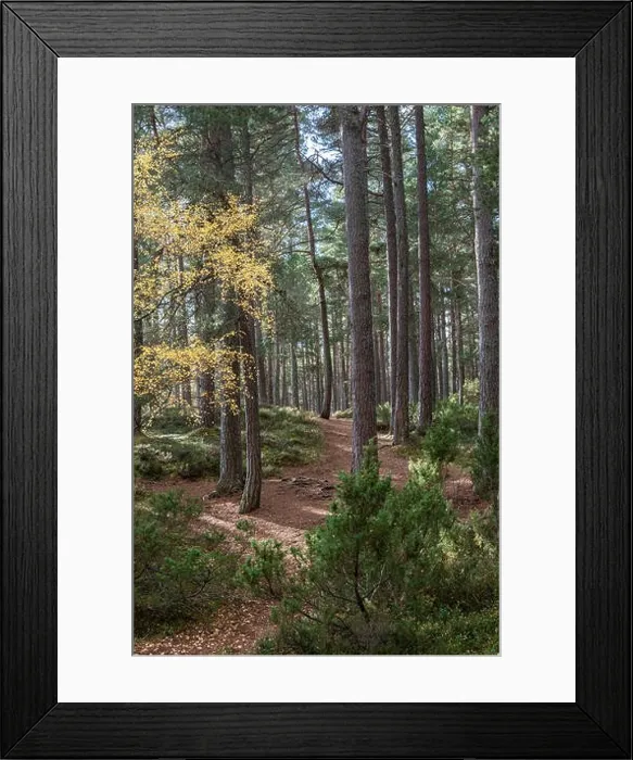 Framed Print : Abernethy Caledonian forest in the Highlands of Scotland Framed Print : Abernethy Caledonian forest in the Highlands of Scotland