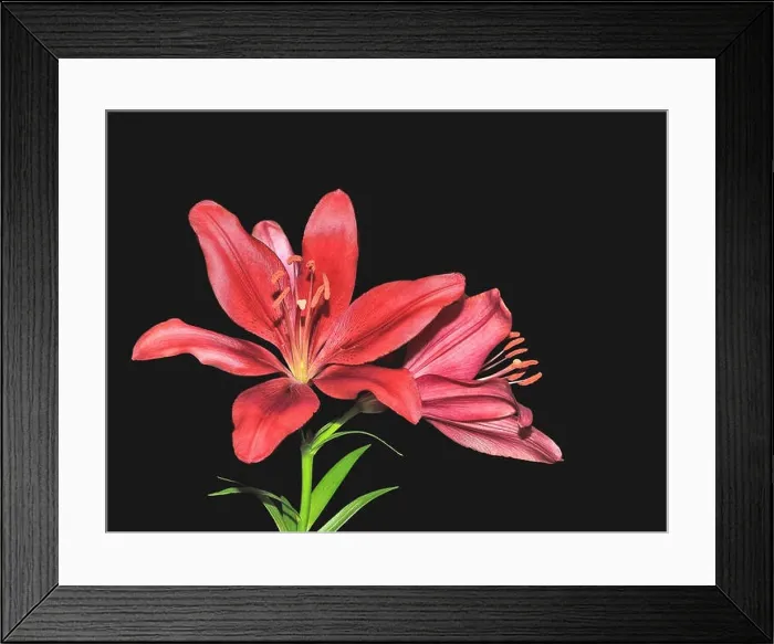 Framed Print : Two beautiful dark red lily flowers with green leaves close up, isolated on black background Framed Print : Two beautiful dark red lily flowers with green leaves close up, isolated on black background
