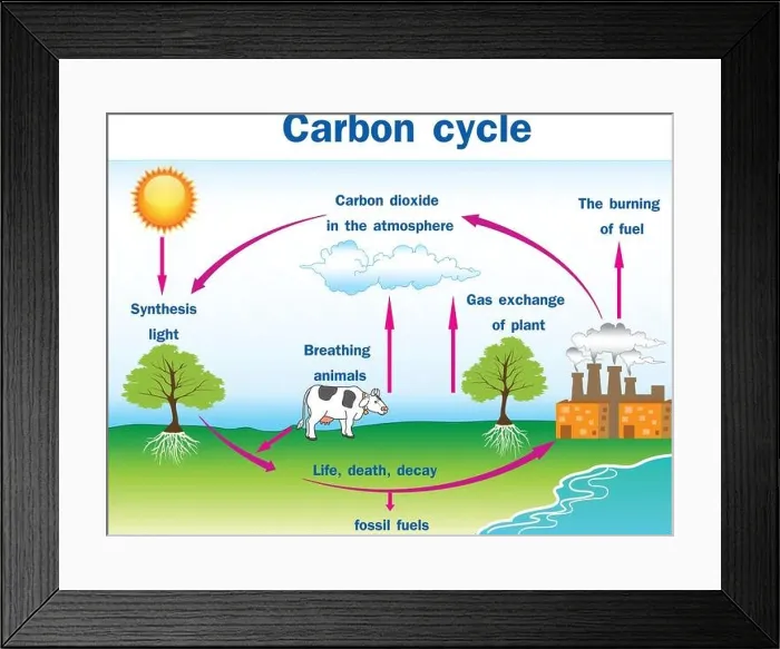 Framed Print : Vector illustration of Carbon cycle Framed Print : Vector illustration of Carbon cycle