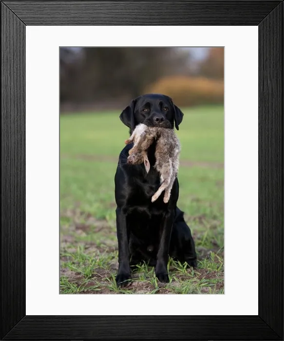 Framed Print : Labrador Retriever with bunny Framed Print : Labrador Retriever with bunny