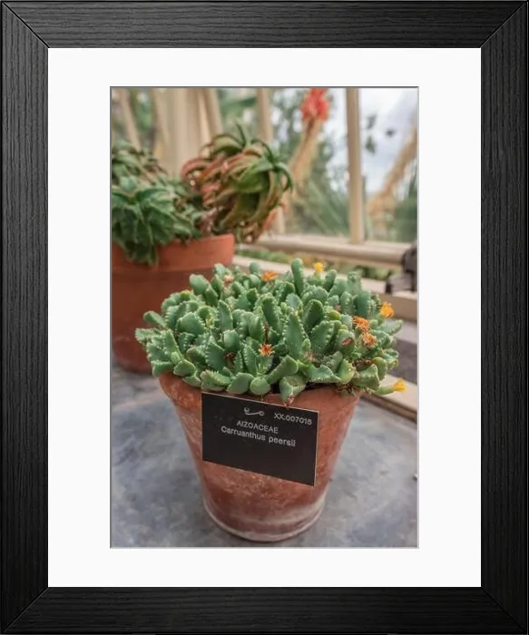 Framed Print : A vertical closeup of Carruanthus peersii. National Botanic Gardens in Dublin, Ireland Framed Print : A vertical closeup of Carruanthus peersii. National Botanic Gardens in Dublin, Ireland