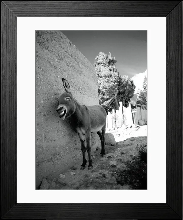 Framed Print : Laughing Donkey Framed Print : Laughing Donkey