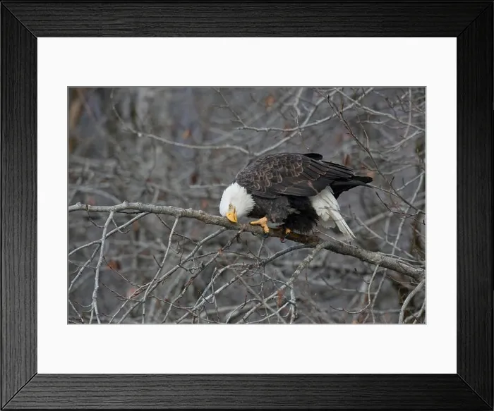 Framed Print : Adult bald eagle (Haliaeetus leucocephalus) Framed Print : Adult bald eagle (Haliaeetus leucocephalus)
