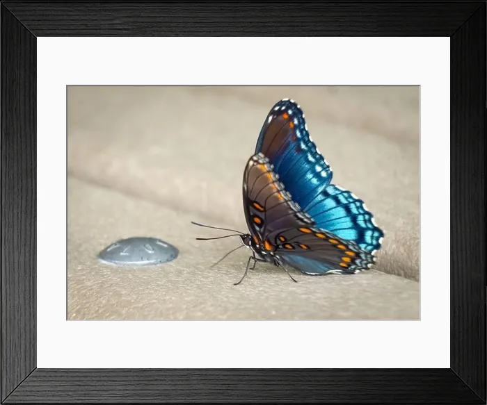 Framed Print : A Red-spotted Purple (Limenitis arthemis ssp. astyanax). Raleigh, North Carolina Framed Print : A Red-spotted Purple (Limenitis arthemis ssp. astyanax). Raleigh, North Carolina
