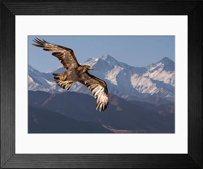 Framed Print : Golden eagle flying with Tien Shan mountains in the background near Bishkek, Kyrgyzstan Framed Print : Golden eagle flying with Tien Shan mountains in the background near Bishkek, Kyrgyzstan