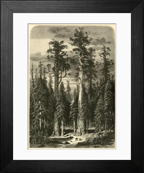 Framed Print : Big Trees - Mariposa Grove, 1872 Framed Print : Big Trees - Mariposa Grove, 1872