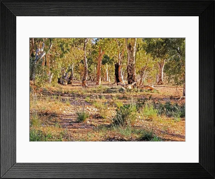 Framed Print : River Red Gums standing in a dry creek bed near Kanyaka Homestead Ruins in the Flinders Ranges in Australia Framed Print : River Red Gums standing in a dry creek bed near Kanyaka Homestead Ruins in the Flinders Ranges in Australia