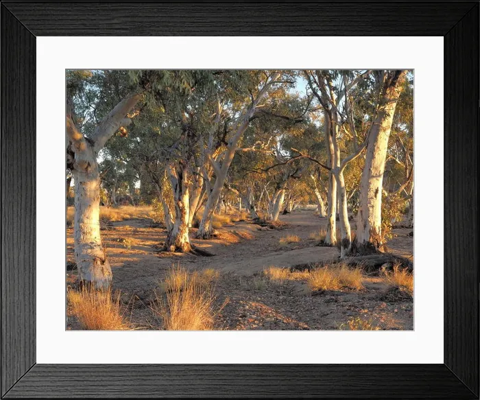 Framed Print : Gum trees in the dry Roe creek river bed in the late afternoon near Simpsons Gap in the McDonnell Ranges Framed Print : Gum trees in the dry Roe creek river bed in the late afternoon near Simpsons Gap in the McDonnell Ranges