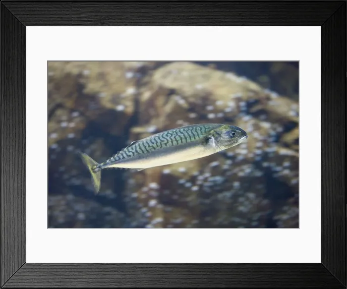 Framed Print : A mackerel in the water Framed Print : A mackerel in the water