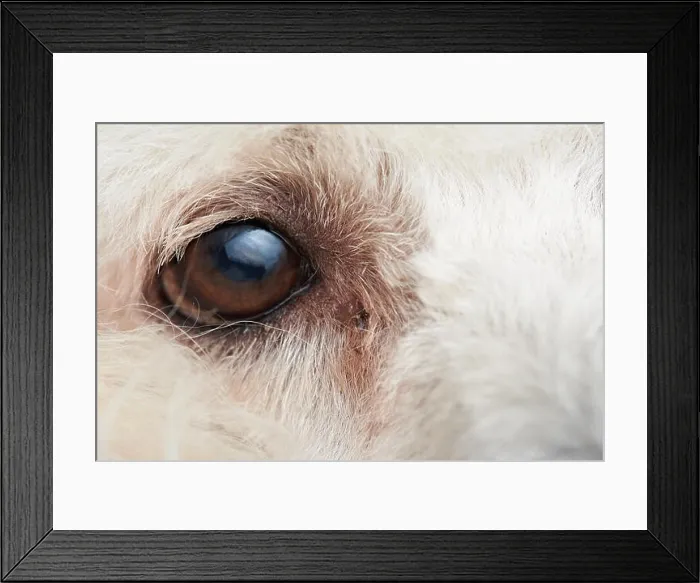Framed Print : Macro of poodle dog eye with infection. Close-up of dog eye with copy space Framed Print : Macro of poodle dog eye with infection. Close-up of dog eye with copy space